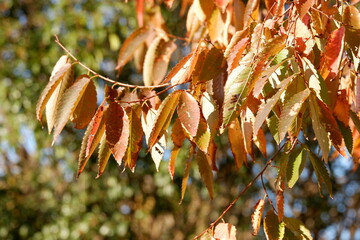 川のある公園の紅葉
