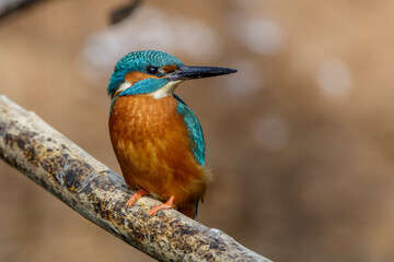 Eisvogel (Alcedo atthis) Männchen