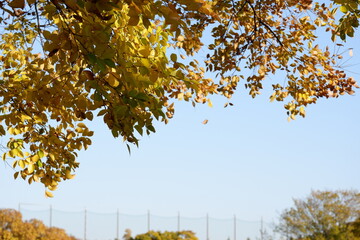 川のある公園の紅葉