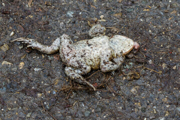Erdkröte (Bufo bufo) als Verkehrsopfer