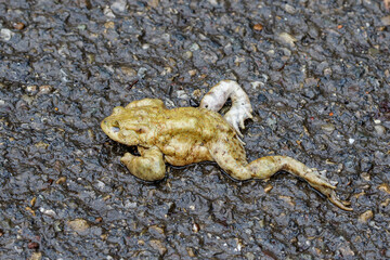 Erdkröte (Bufo bufo) als Verkehrsopfer