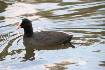 A Coot on the water