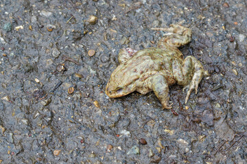 Erdkröte (Bufo bufo) als Verkehrsopfer
