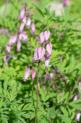 Dicentra eximia blooms in a flower bed in the garden