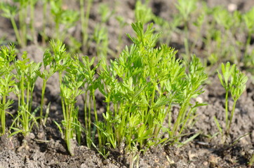 Carrot shoots on the garden bed in the garden