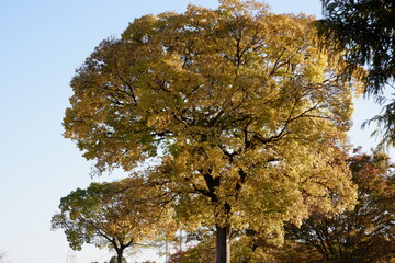 川のある公園の紅葉