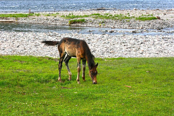Beautiful brown horse eating grass and hay in meadow and green field in summertime. copy space. Altai, Russia, Teletskoye lake