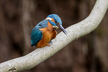 Eisvogel (Alcedo atthis) Männchen