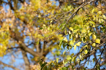 川のある公園の紅葉