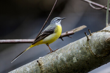 Gebirgsstelze (Motacilla cinerea) Männchen