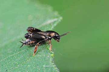 pygmy sand cricket live on wild plants in North China