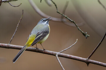 Fototapeta premium Gebirgsstelze (Motacilla cinerea) Männchen