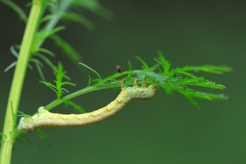 Lepidoptera larvae inhabit wild plants, North China