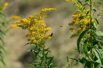 Photo illustrating a dangerous  invasive species Canadian goldenrod