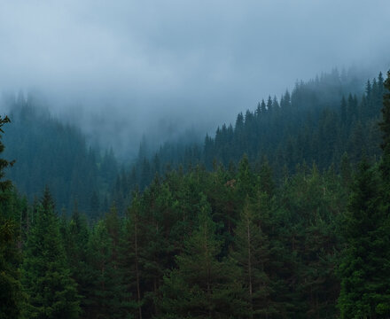spruce forest in foggy and rainy mountains, with a blue haze © Lana Kray