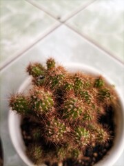 Cactus is a plant that can store water for days for its nutrition