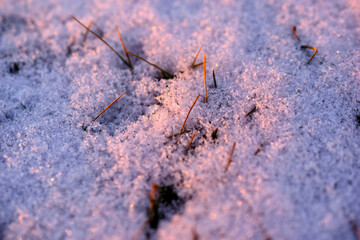 Fototapeta na wymiar Grass in the snow in the evening sun in winter