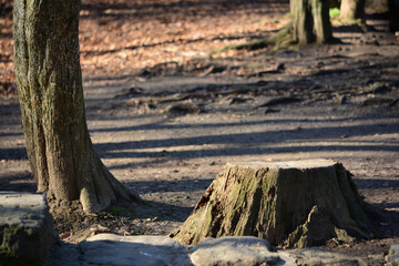 tree stump in authumn woods