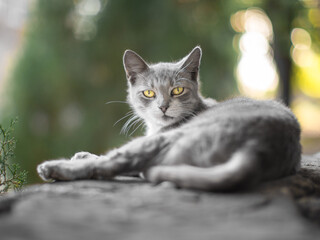 Homeless gray kitten resting on a stone fence in summer