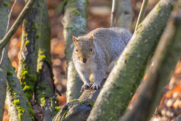 Cute Squirrel in the Park