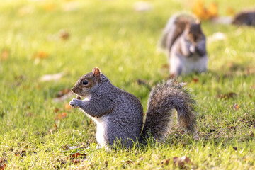 Cute Squirrel in the Park