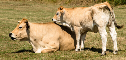 Vache et veau Aubrac à La Chaze-de-Peyre, France