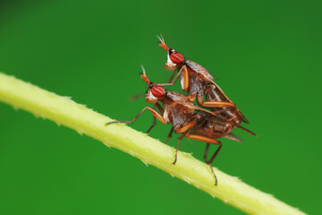 Flies on plants in the nature, North China Plain