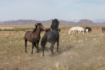 Naklejka na ściany i meble Pair of Wild Horse Stallions Sparring in the Utah Desert