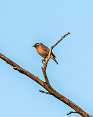 Close up image of Brahminy starling or Myna(Sturnia pagodarum) bird sitting .
