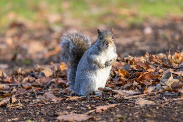 Cute Squirrel in the Park