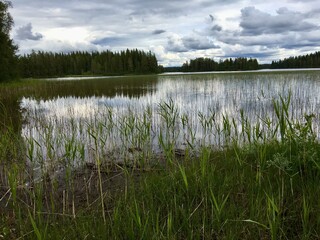 Great view over a seaside at a Swedish countryside.  Reed in the water. Small lake and some trees in the background. Plenty of clouds in the sky during the summer. Jämtland, Sweden.