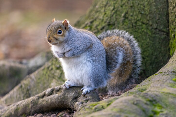 Naklejka na ściany i meble Cute Squirrel in the Park