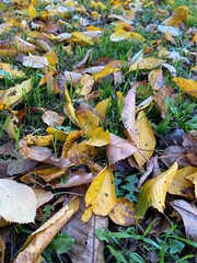 autumn leaves background