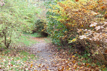 Fototapeta premium Arboretum