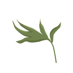 Vector illustration of one wide leaf of peony gently green. Detail for a website or a shop of flowers and plants, shabby chic style decoration of cards and invitations.