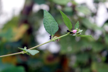 Closeup shot of an insect on a green leaf with a blurred background