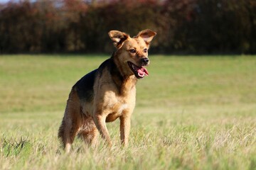 beautiful mixed shepherd dog is running on a field on an autumn day
