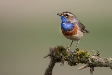 Fototapeta premium Weißsterniges Blaukehlchen (Luscinia svecica) Männchen