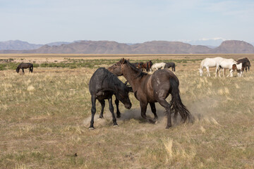 Pair of Wild Horse Stallions Sparring in the Utah Desert