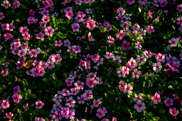 Obraz premium background of small blooming pink flowers and green leaves on a clear day