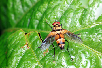 Flies on plants in the nature, North China Plain
