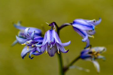 close up of blue flower