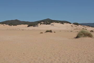 Fototapeta na wymiar le dorate dune di sabbia di piscinas in sardegna 