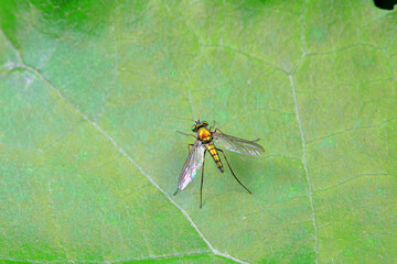 A tabanid perches on a green leaf in North China