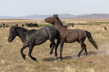 Pair of Wild Horse Stallions Sparring in the Utah Desert