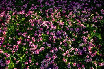Fototapeta premium background of small blooming pink flowers and green leaves on a clear day