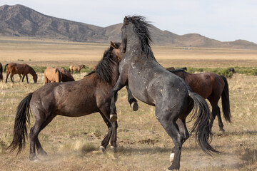 Pair of Wild Horse Stallions Sparring in the Utah Desert