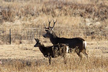 Pair of Mule Deer