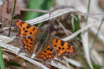 Fototapeta premium C-Falter (Polygonia c-album)
