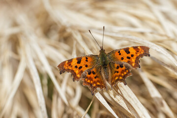 C-Falter (Polygonia c-album)